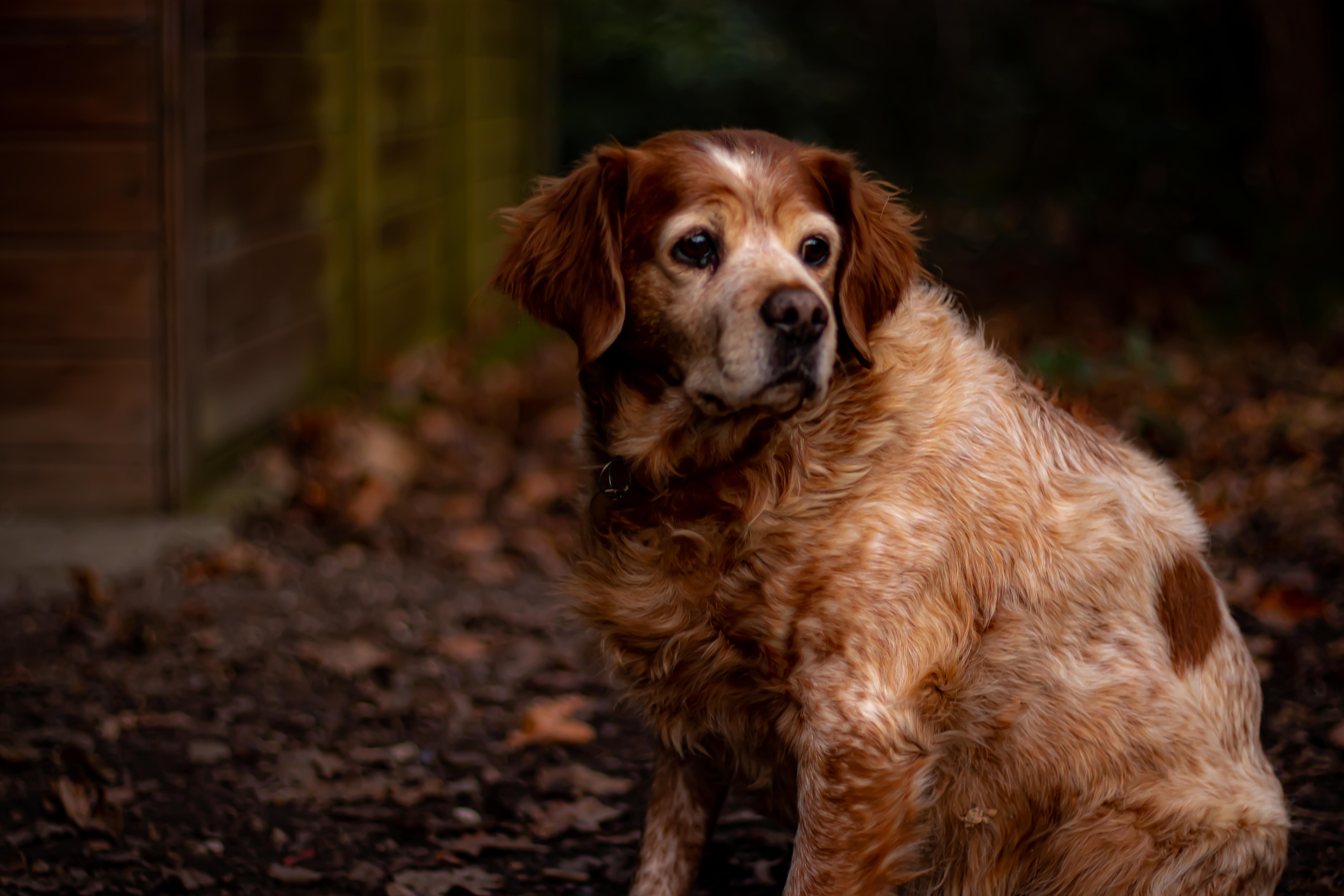 Photo d'un épagneul breton de coté